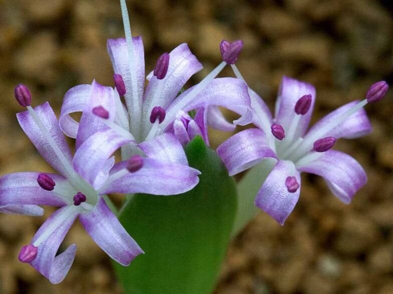 Lachenalia ensifolia — related species from the same genus