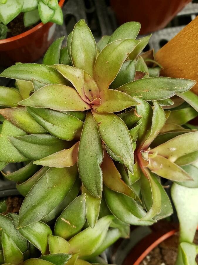 Crassula orbicularis — search result for 'Crassula'