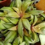 Crassula orbicularis