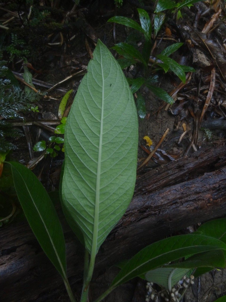 Psychotria pubituba — houseplant care guide