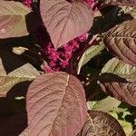 Amaranthus caudatus