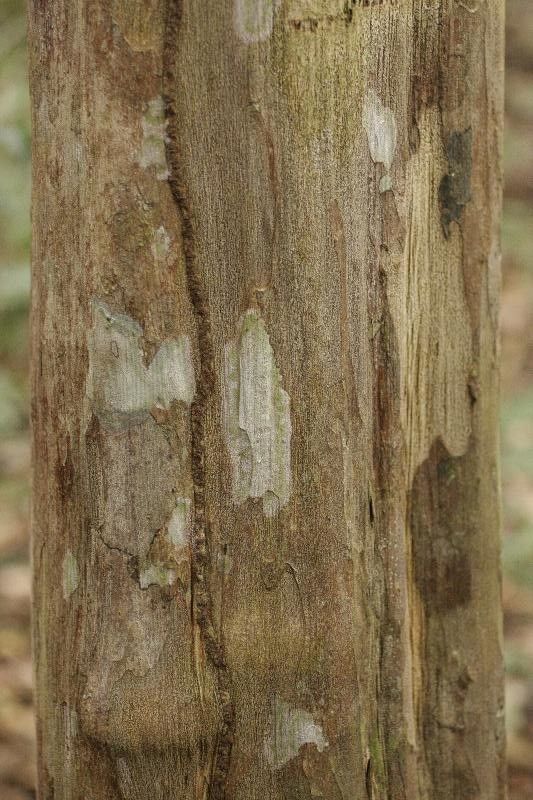 Myrciaria floribunda bark