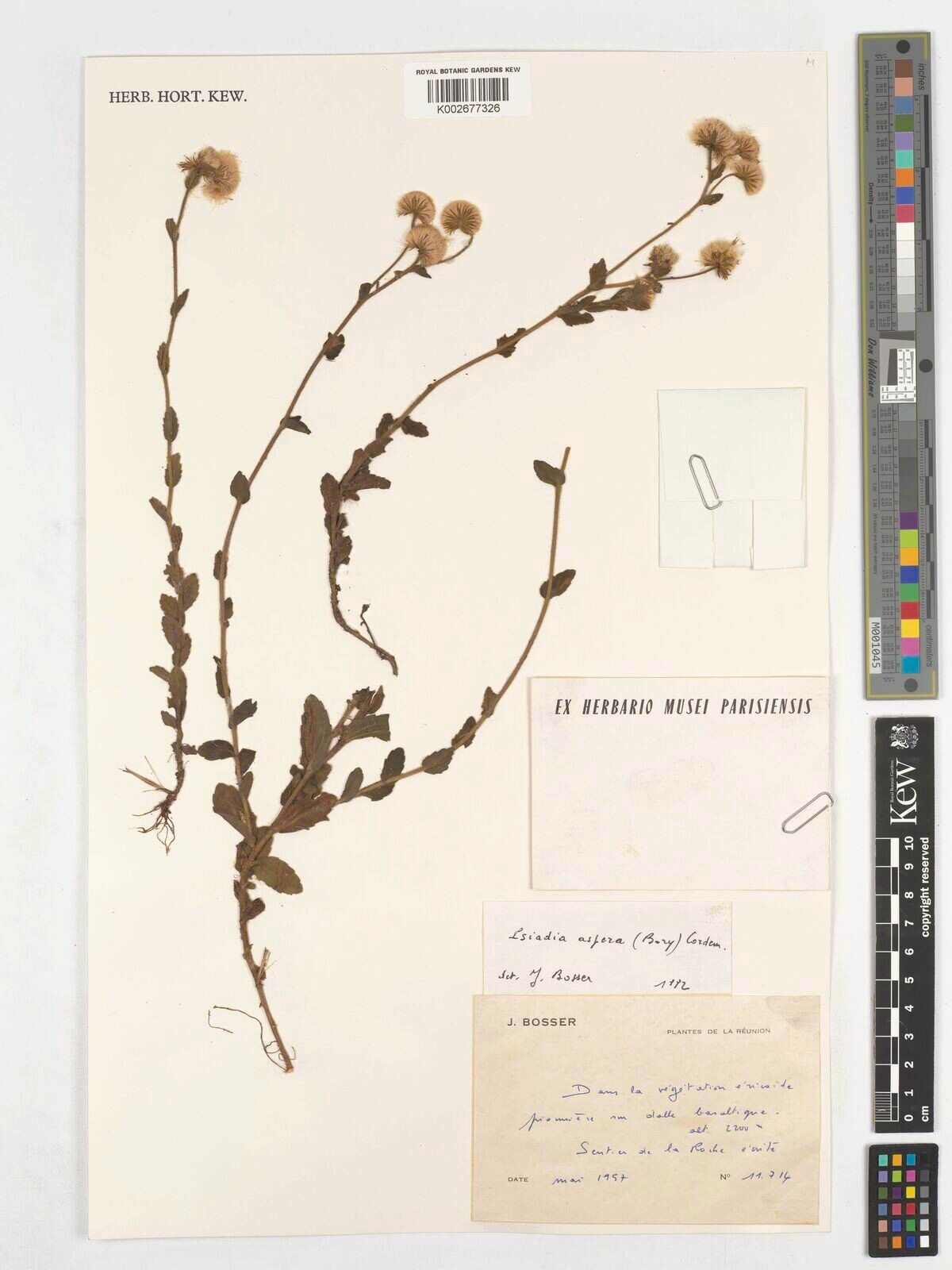 Psiadia aspera — houseplant care guide