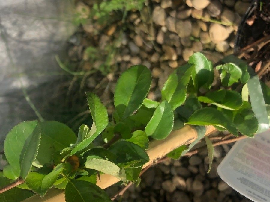 Chaenomeles × superba leaf