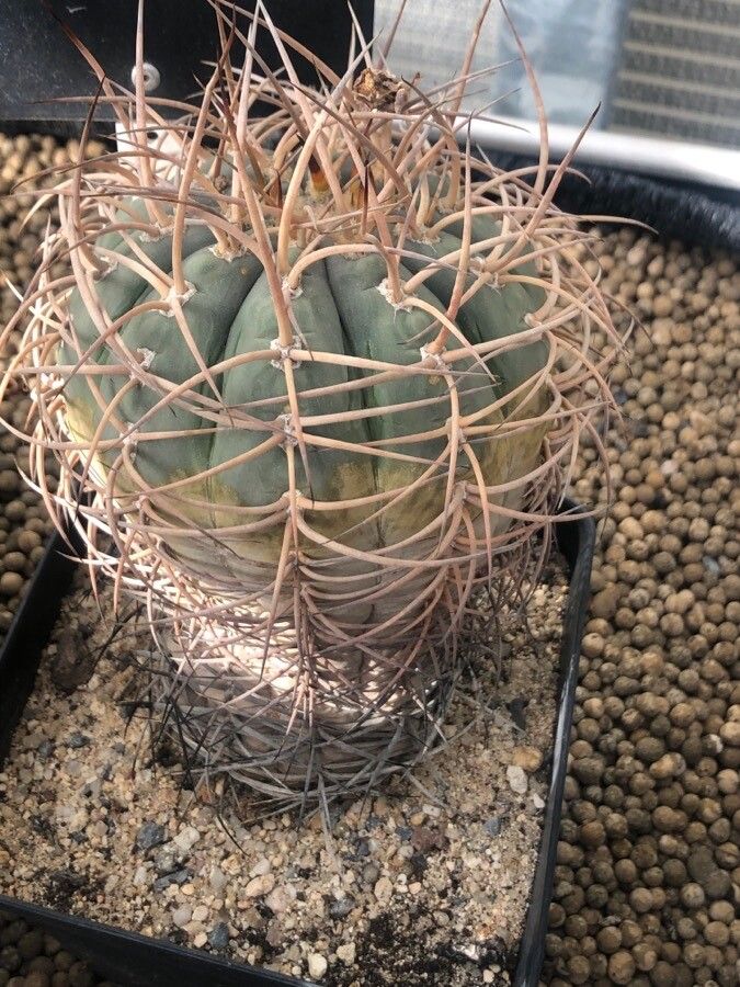 Gymnocalycium spegazzinii — search result for 'Gymnocalycium'