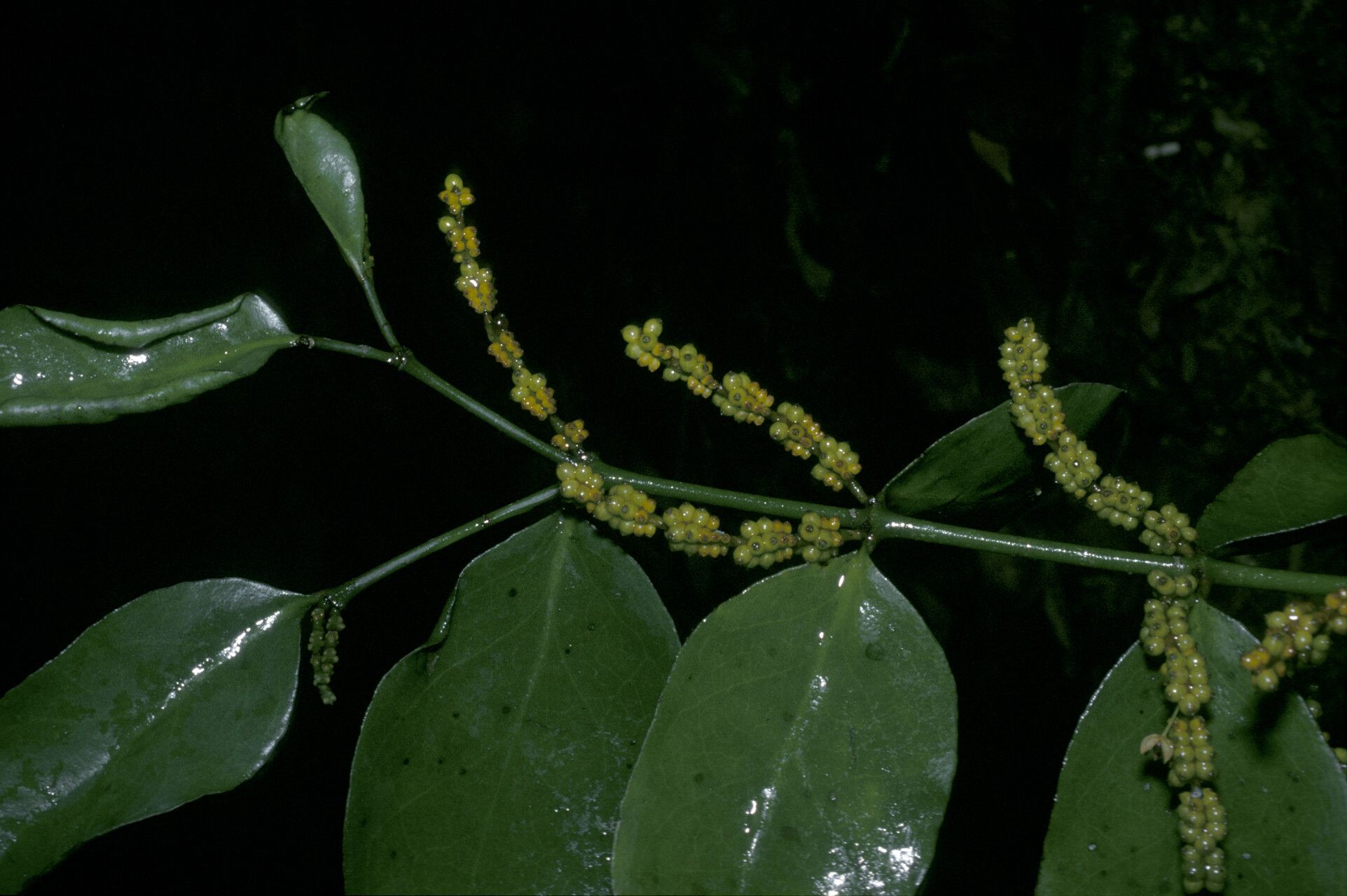 Phoradendron piperoides flower