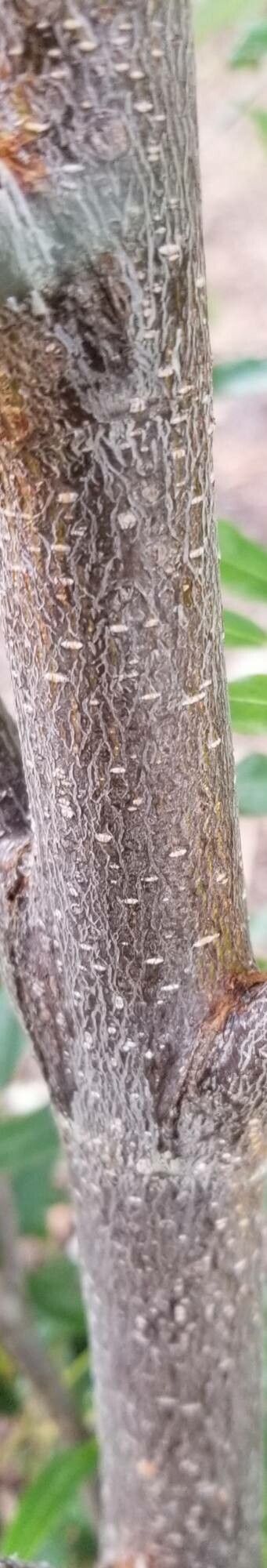 Eucryphia lucida bark