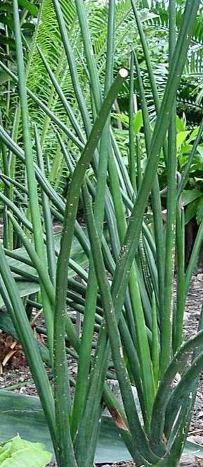 Dracaena erythraeae — search result for 'Dracaena'