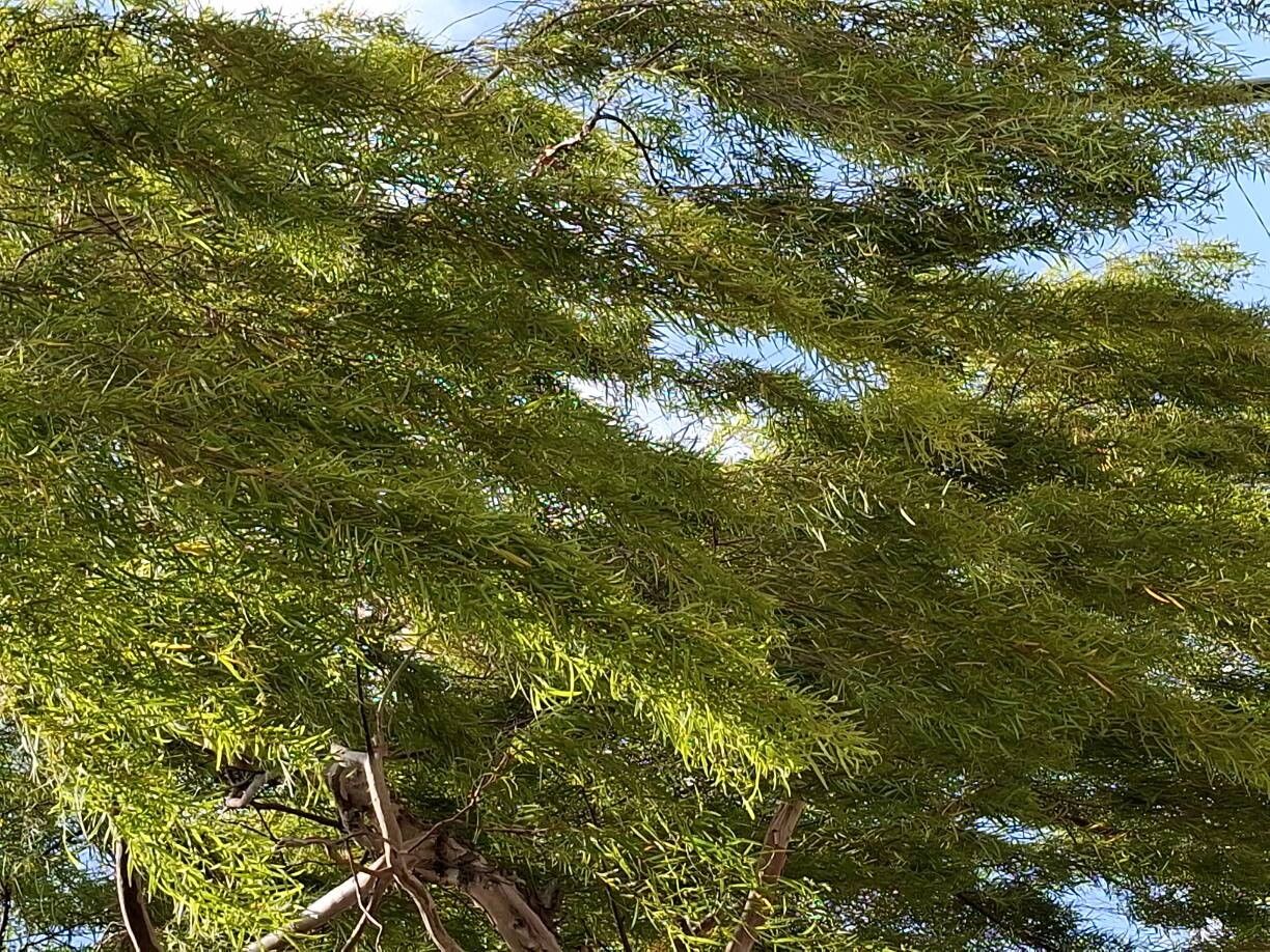 Eucalyptus pulchella leaf
