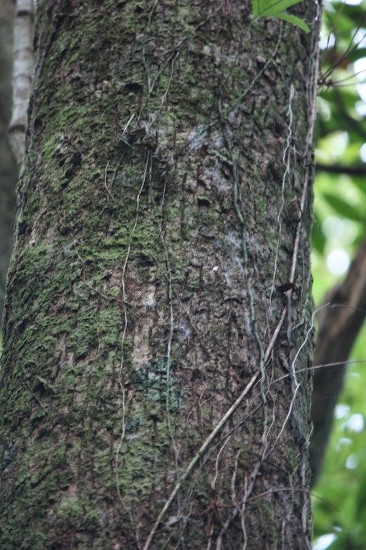 Sideroxylon borbonicum bark