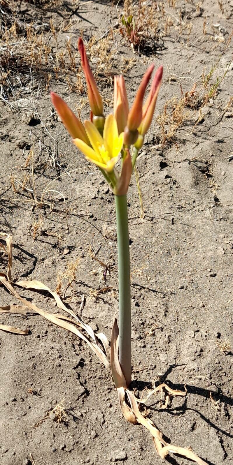 Zephyranthes araucana habit