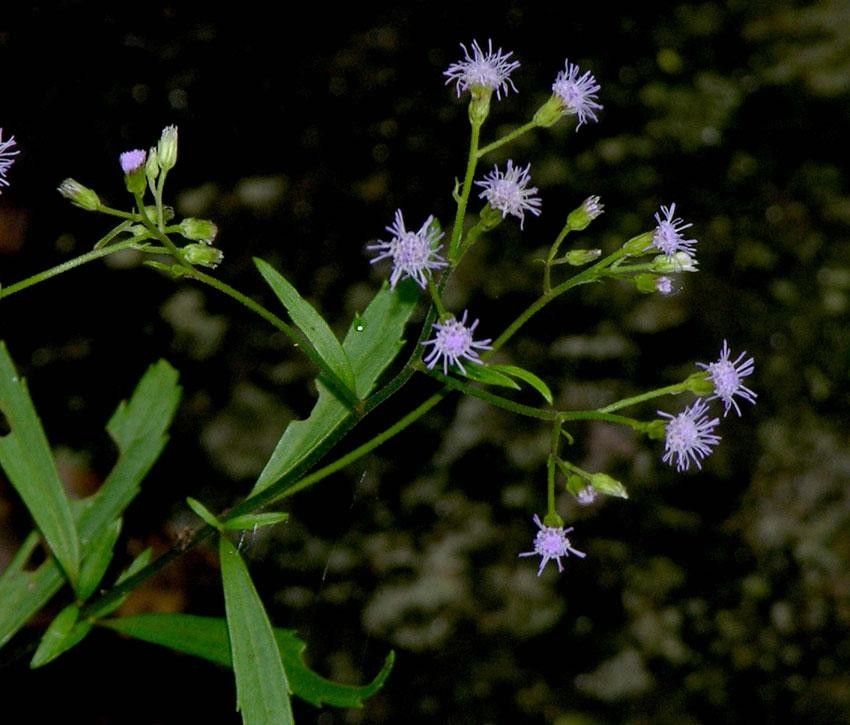 Fleischmannia sideritidis other