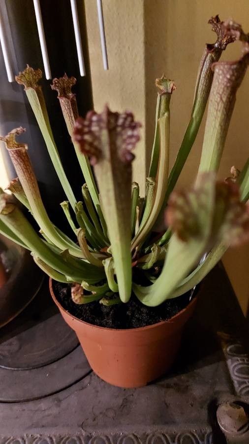 Sarracenia leucophylla fruit