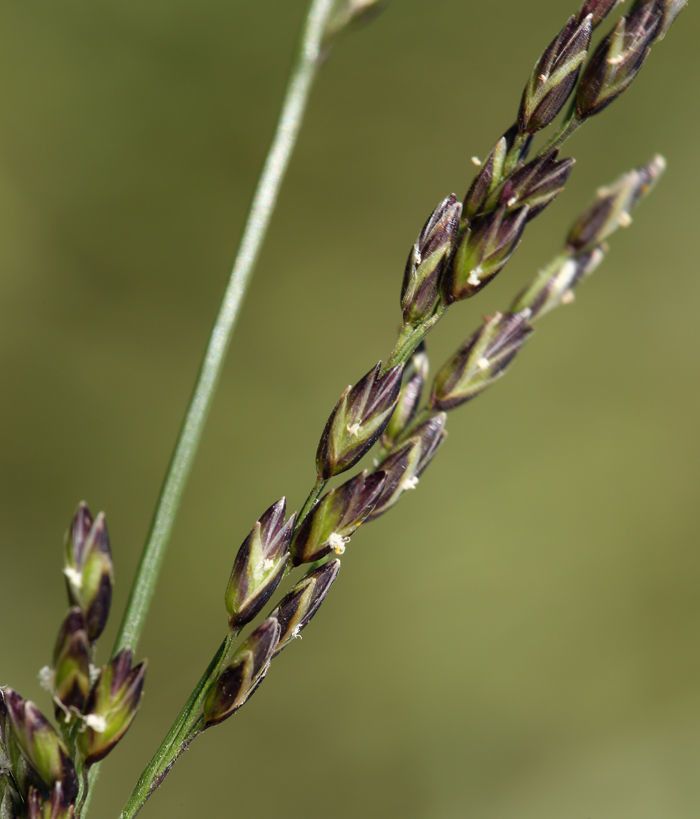 Melica imperfecta fruit