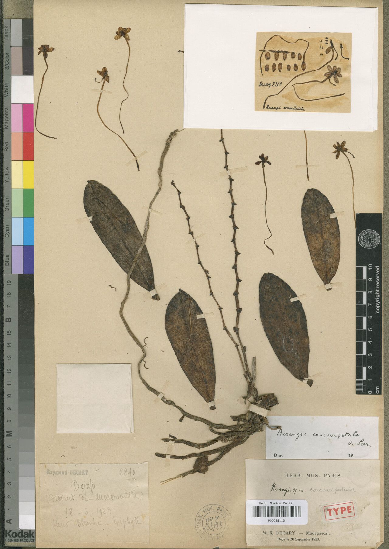 Aerangis concavipetala — search result for 'Aerangis'