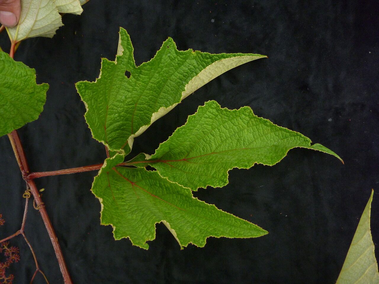 Ampelocissus divaricata — houseplant care guide