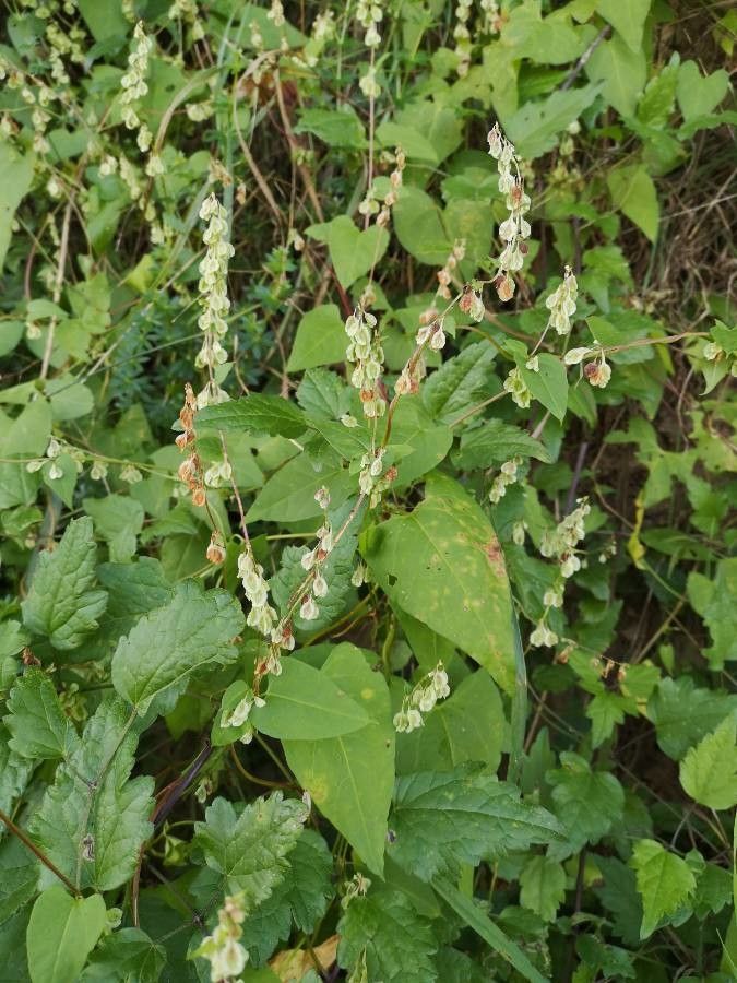 Fallopia dumetorum flower