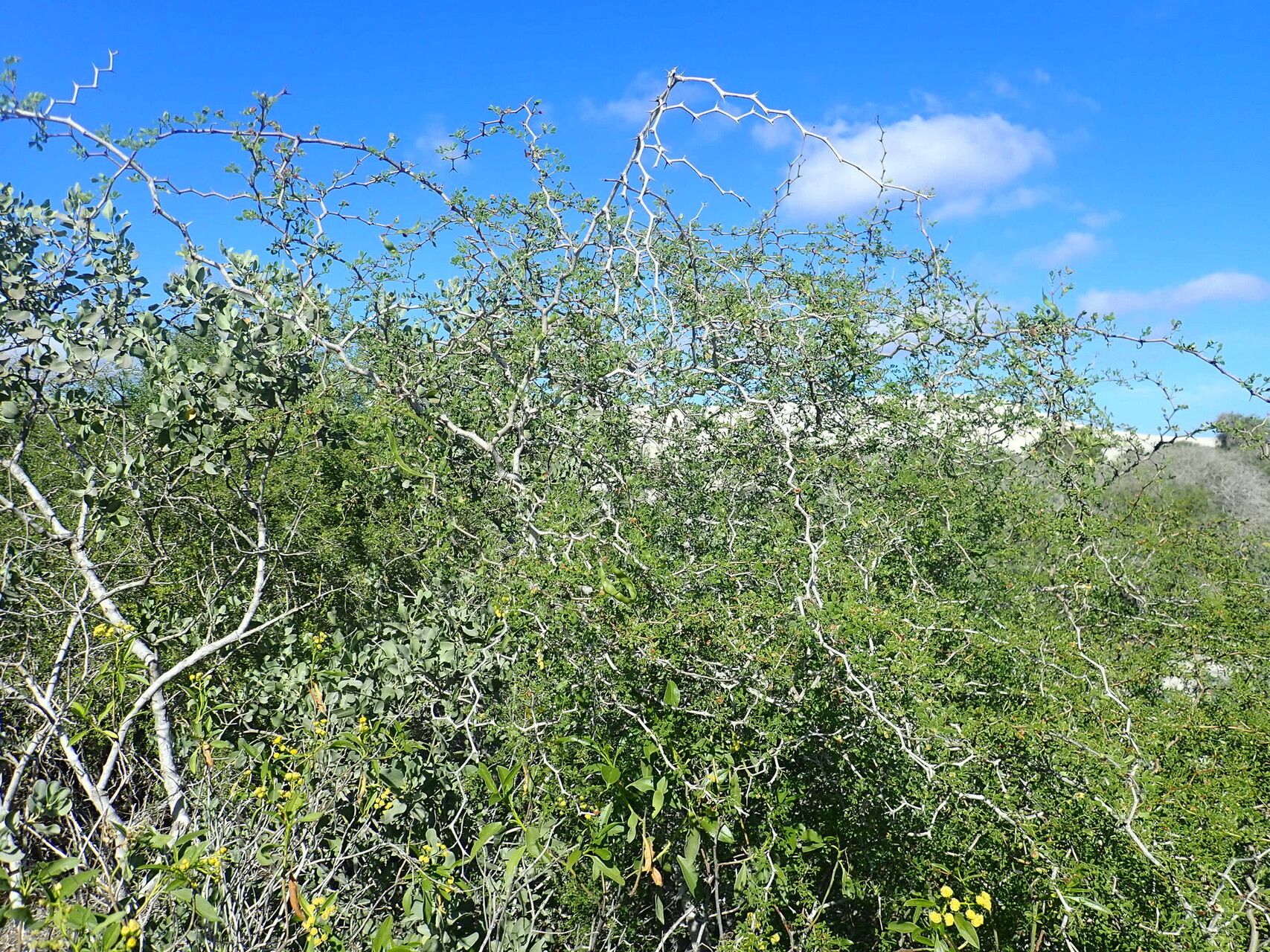 Mimosa dupuyana habit