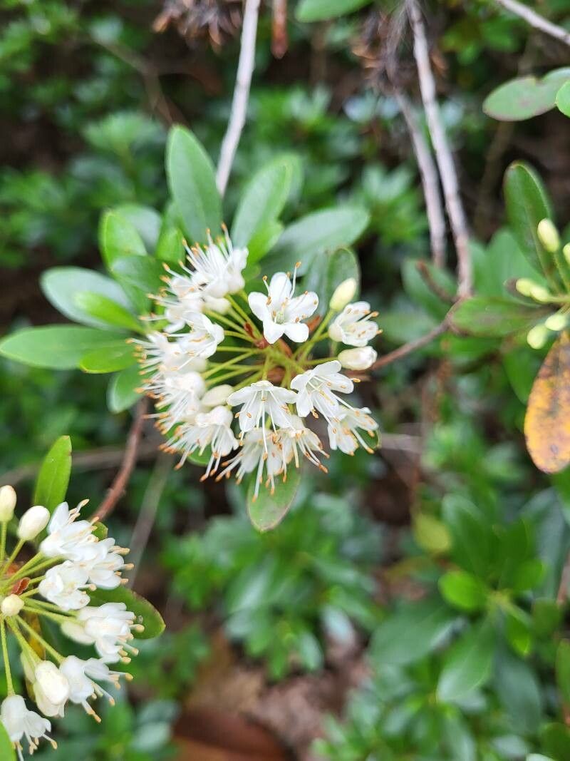Rhododendron micranthum flower