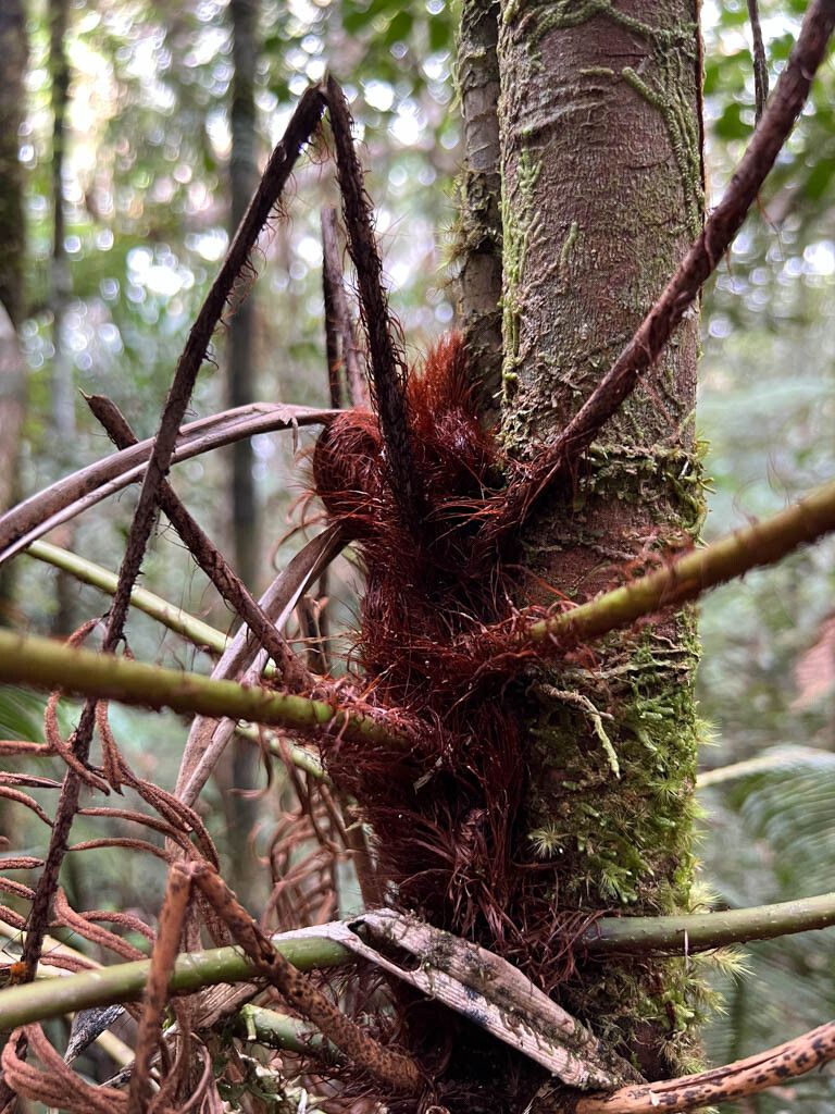 Blechnum contiguum — houseplant care guide