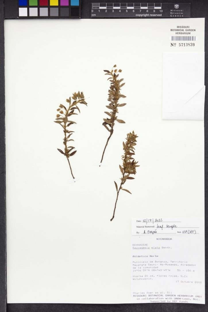 Sauvagesia elata other