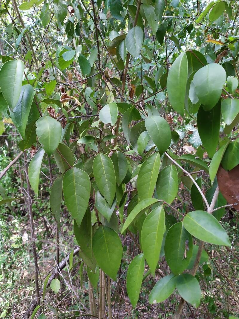 Diospyros fasciculosa leaf