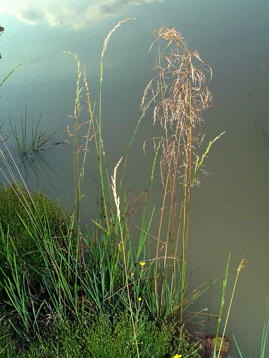 Tridens flavus flower