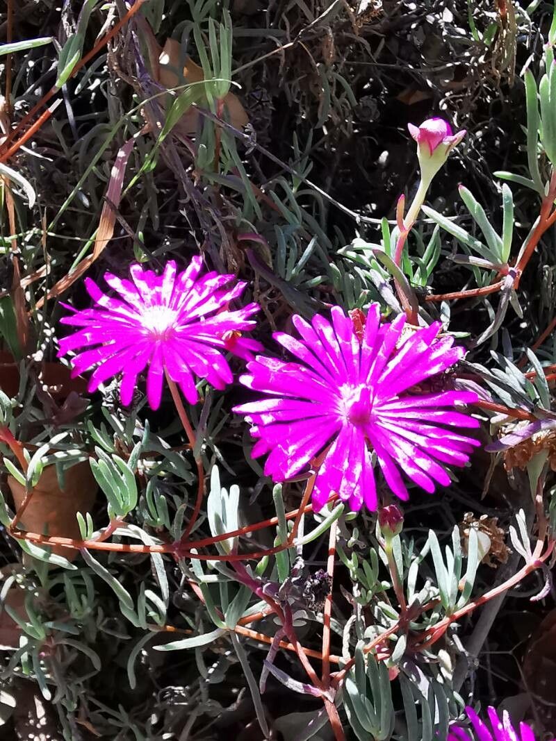 Lampranthus zeyheri flower