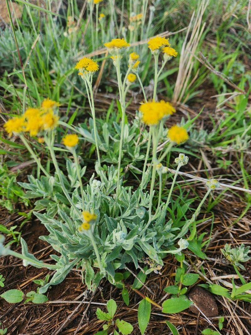 Nidorella pedunculata flower