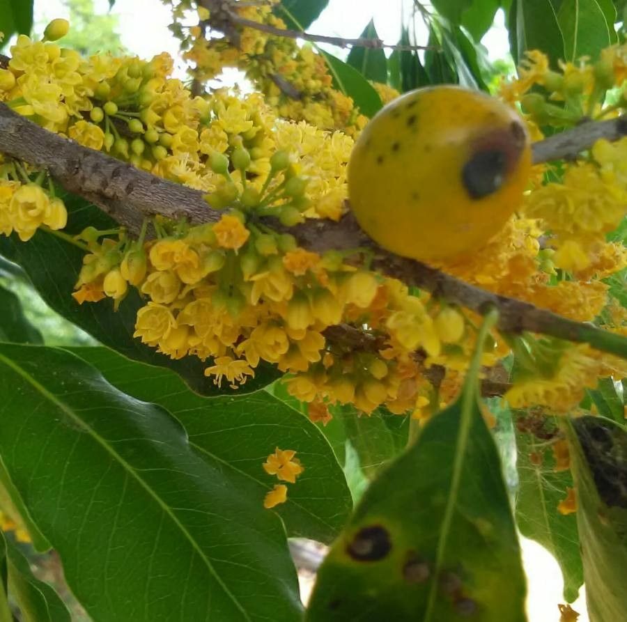 Sideroxylon foetidissimum fruit