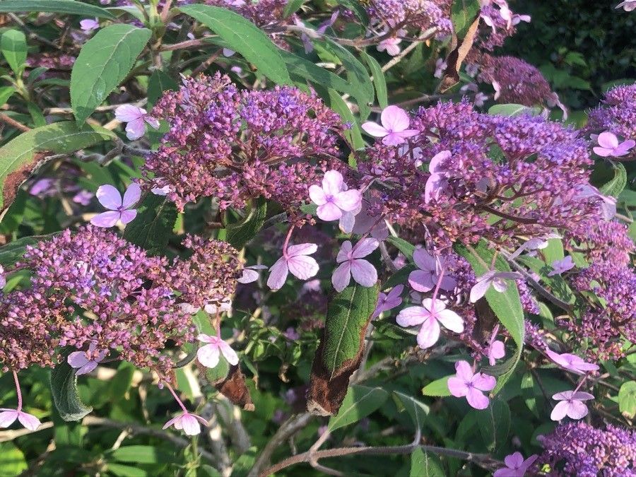 Hydrangea aspera flower