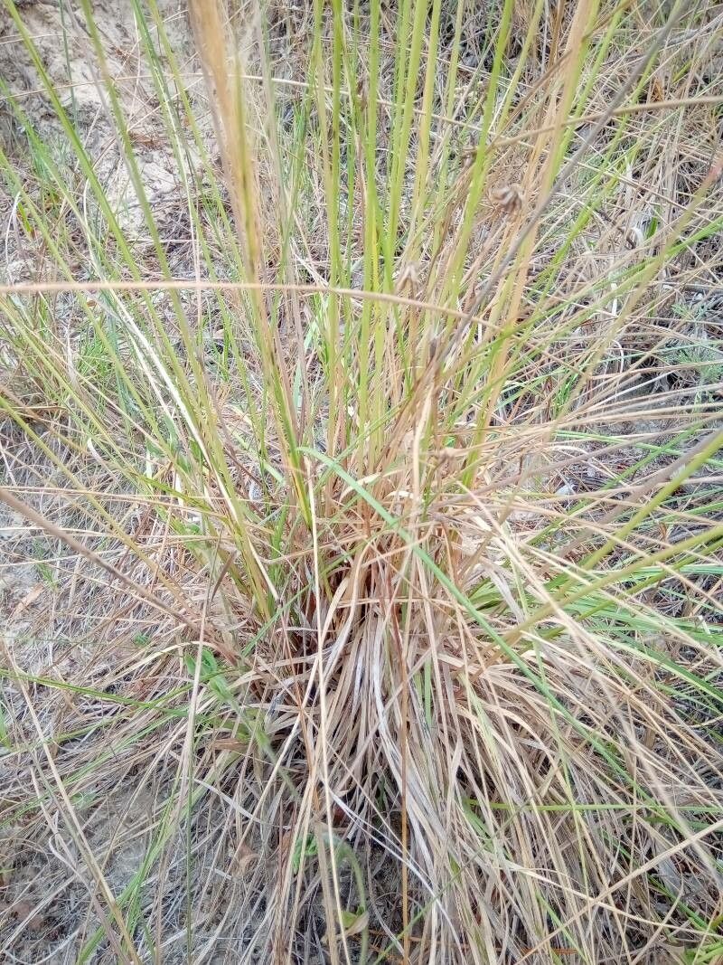 Aristida pallens — search result for 'Aristida'