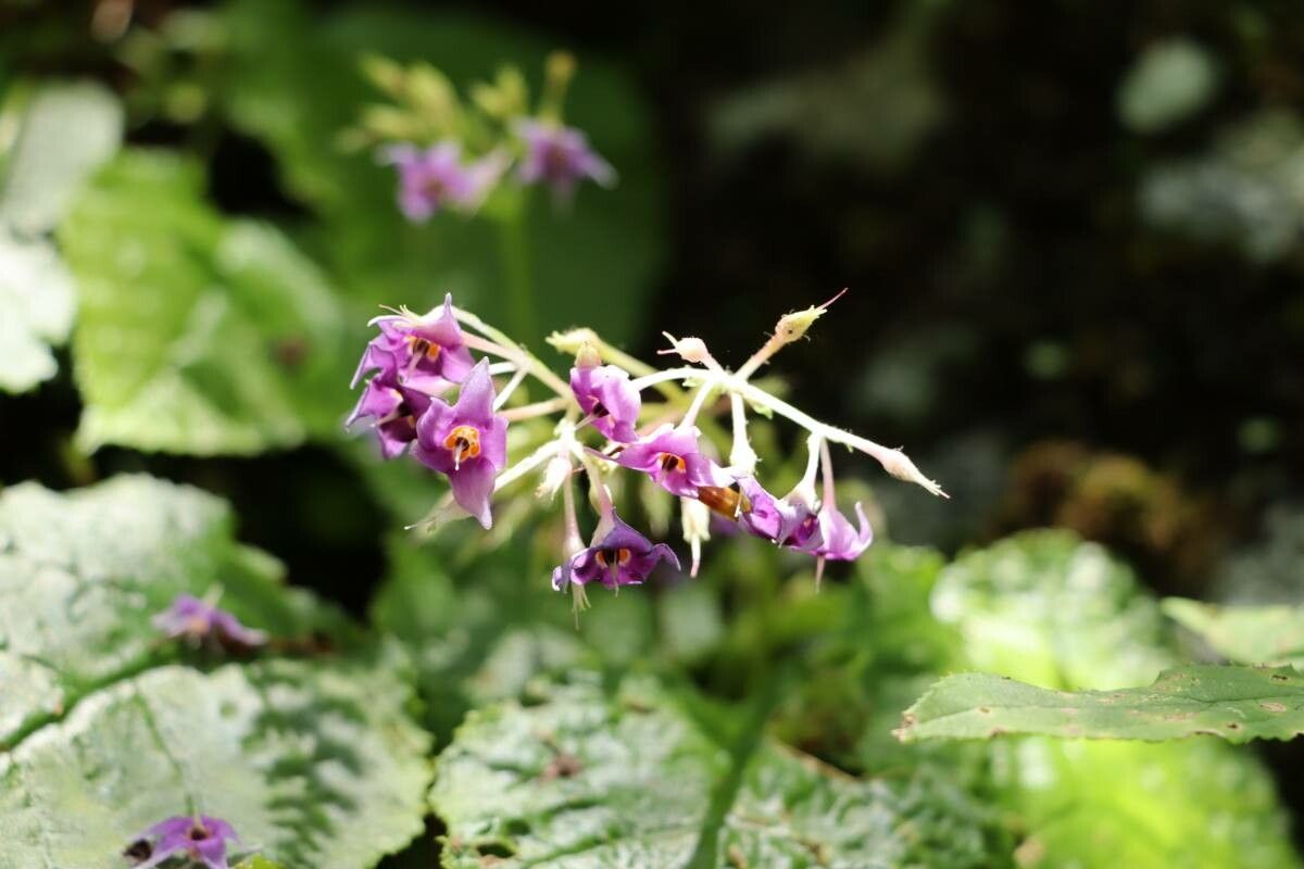 Conandron ramondioides — houseplant care guide