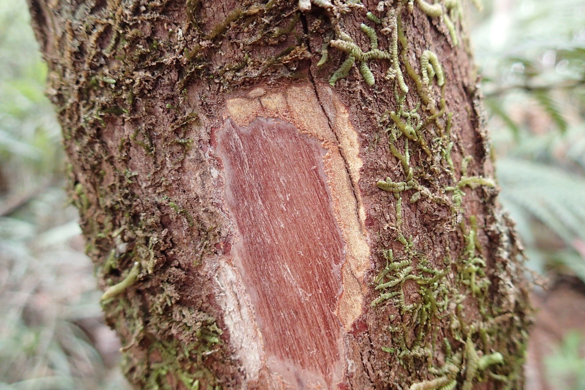 Syzygium brongniartii bark