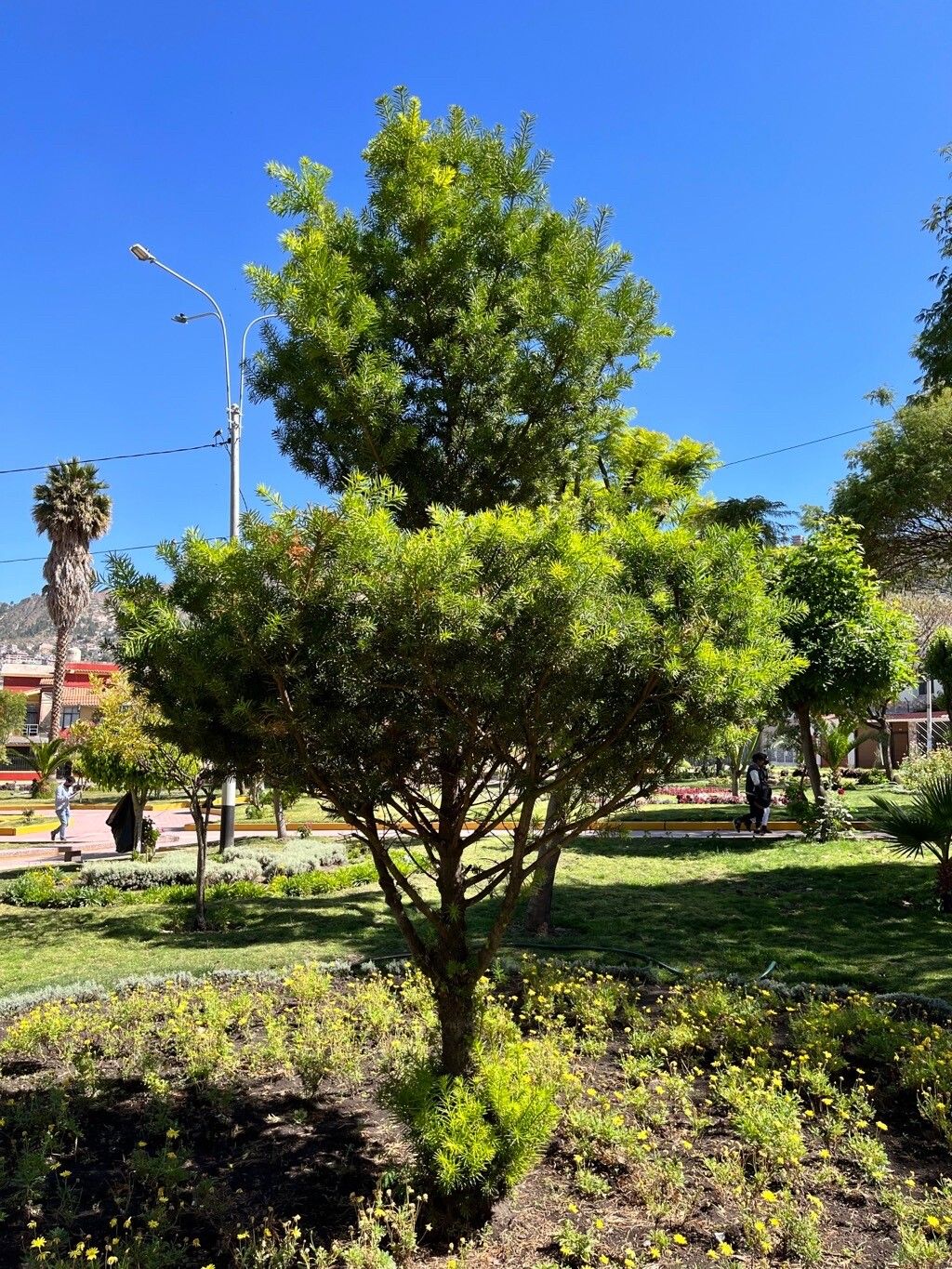 Podocarpus nubigenus habit