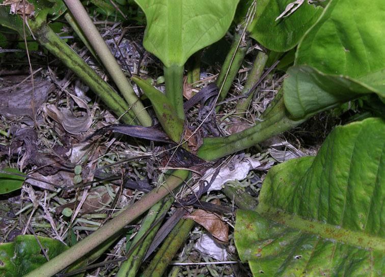 Anthurium ramonense bark