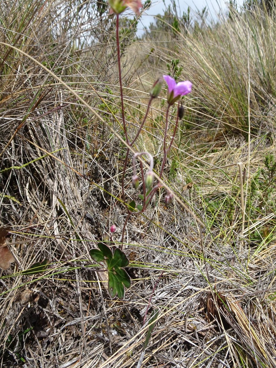 Geranium santanderiense habit