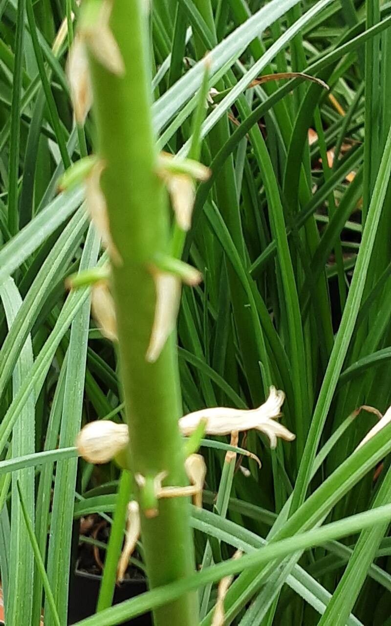 Kniphofia × praecox bark
