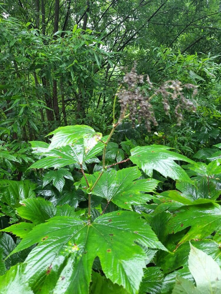 Filipendula camtschatica — related species from the same genus