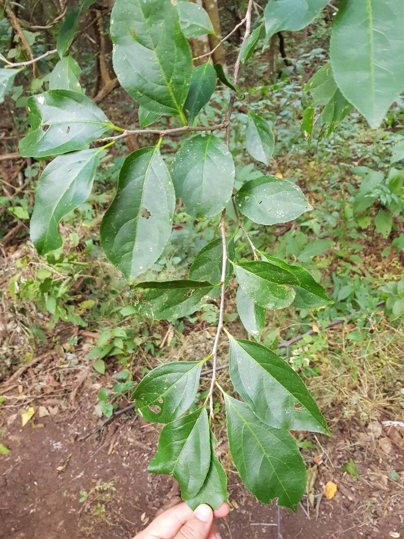 Casearia stjohnii leaf