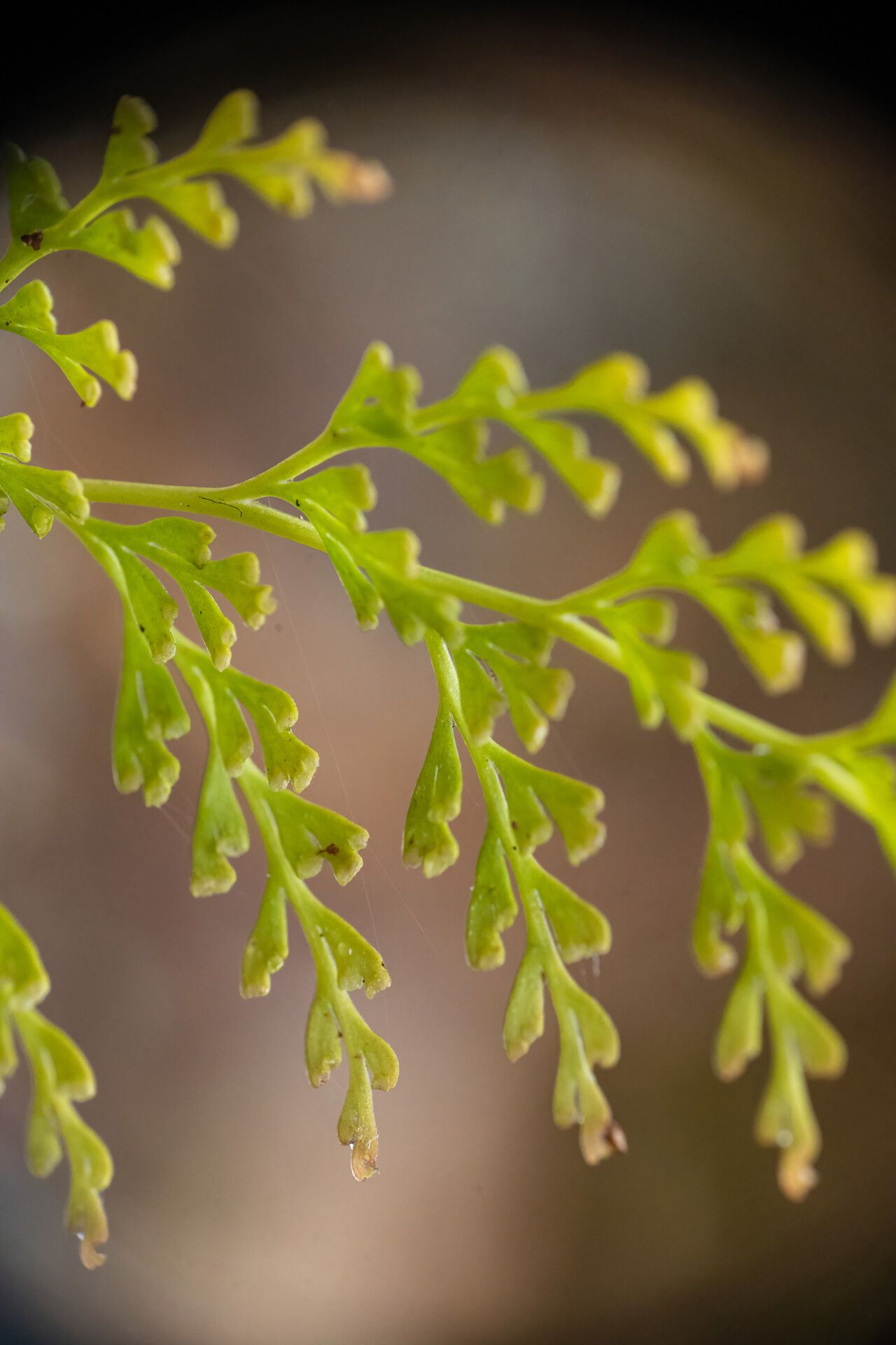 Odontosoria krameri leaf