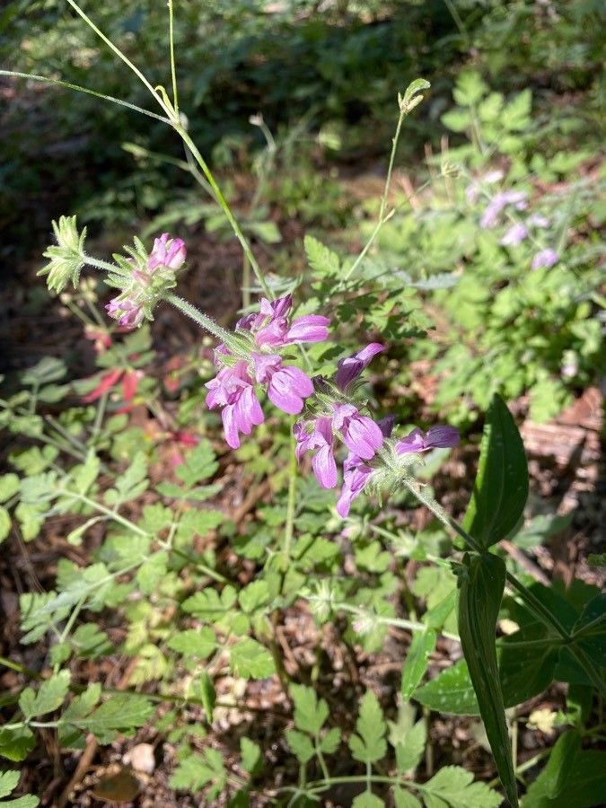 Collinsia tinctoria flower