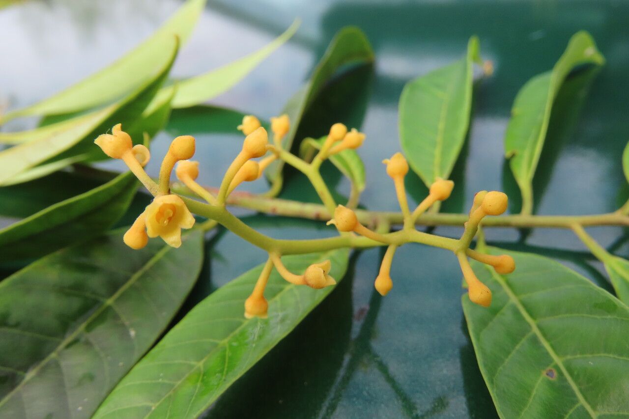 Virola multiflora flower