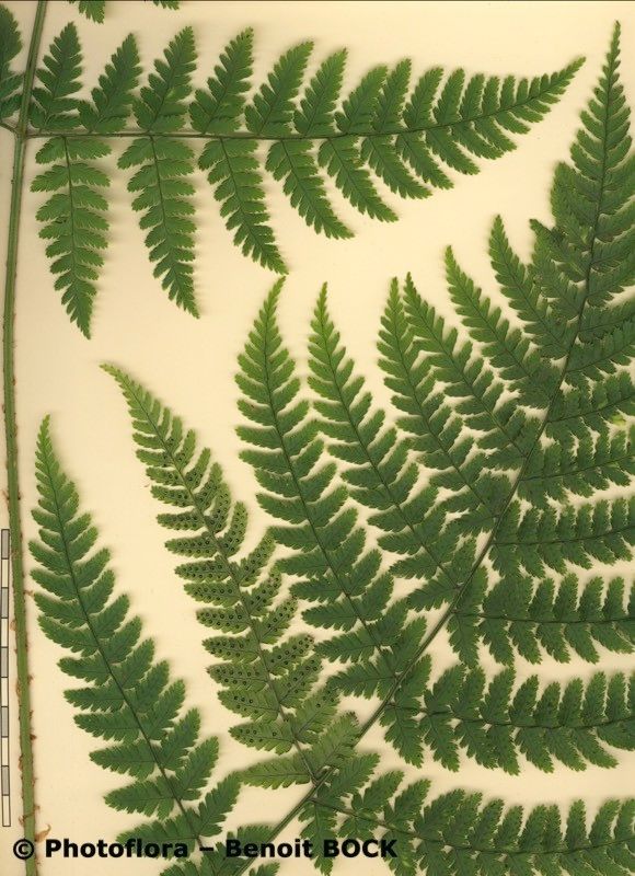 Dryopteris guanchica other