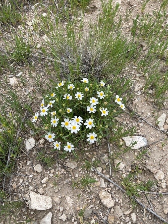 Melampodium leucanthum habit