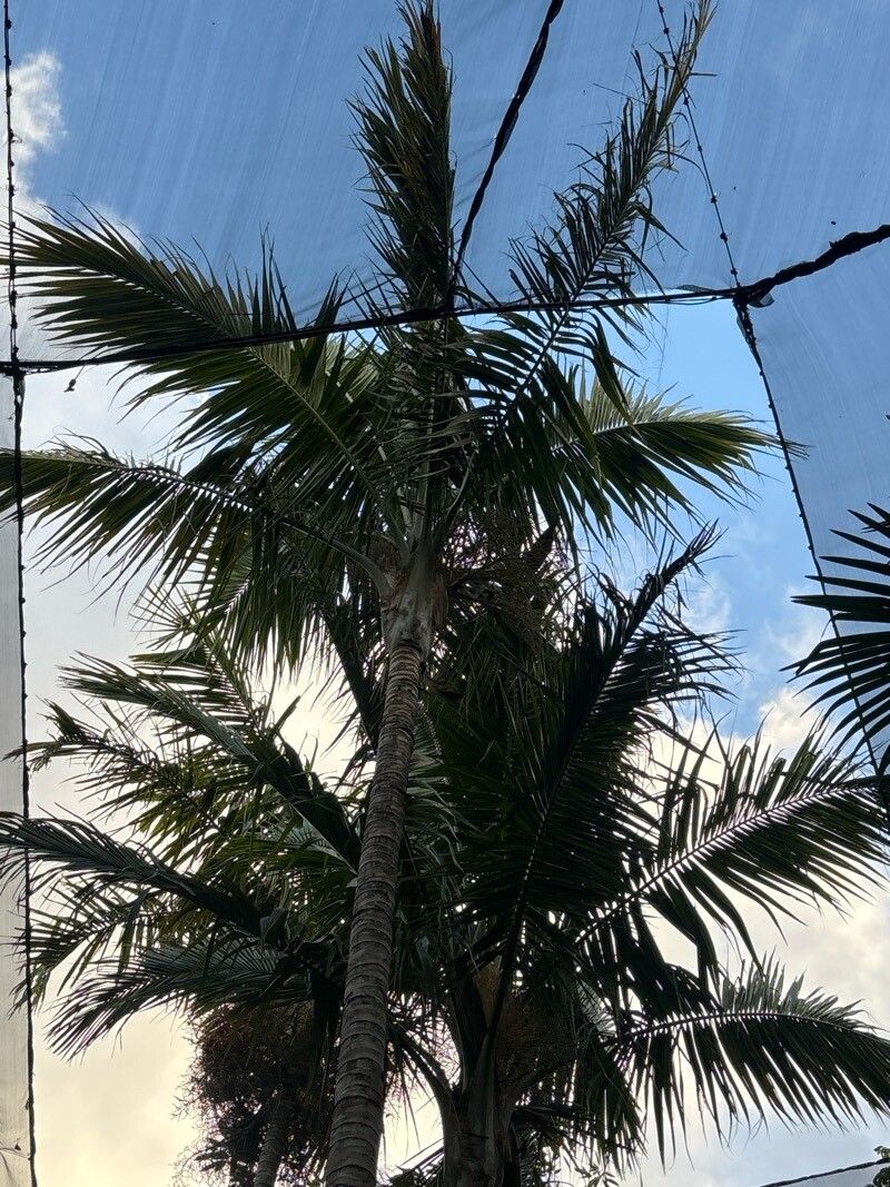 Heterospathe elata — houseplant care guide