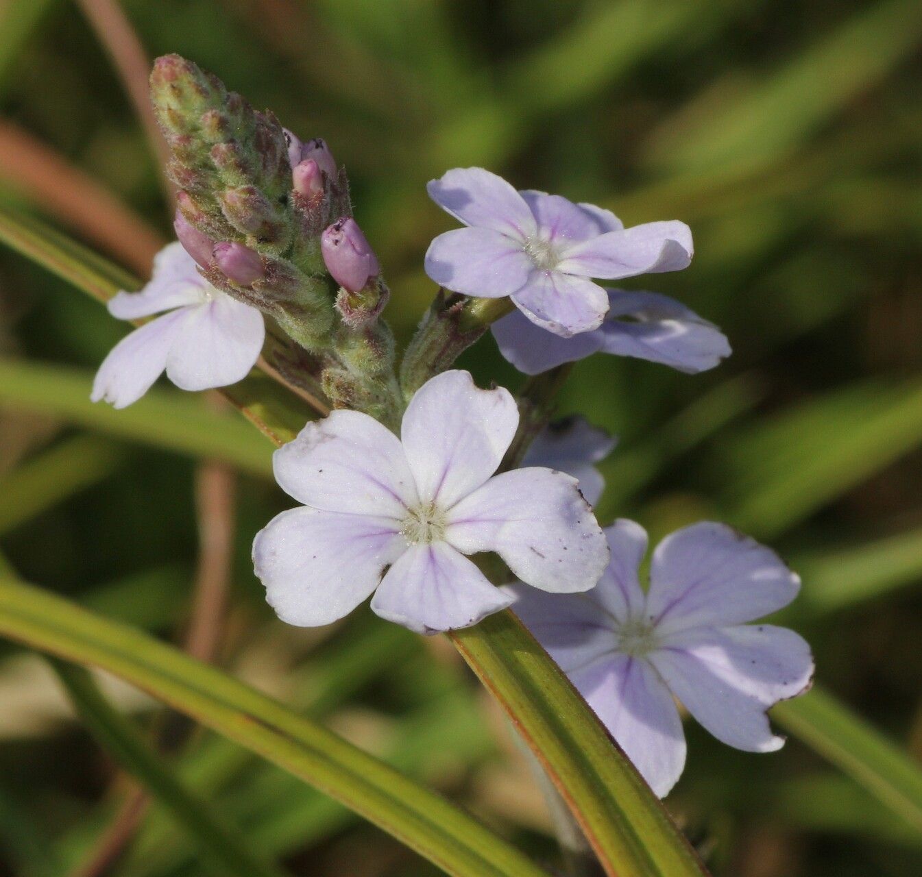 Buchnera tomentosa — houseplant care guide