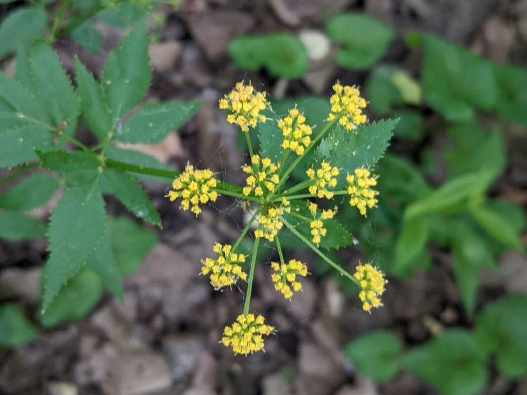 Zizia trifoliata flower