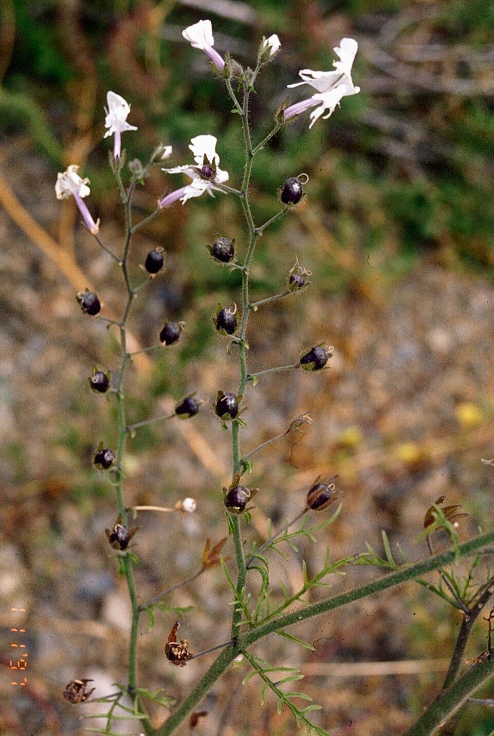 Schizanthus candidus fruit