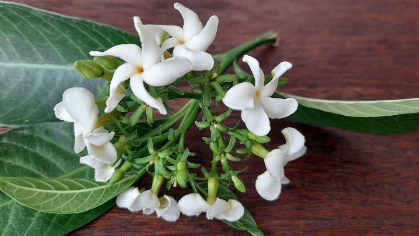 Tabernaemontana catharinensis flower